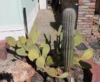 10336 Compadre Pl - Photo 18